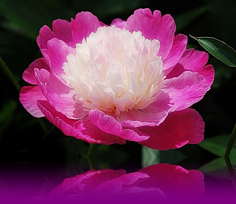 pink and white peony flower