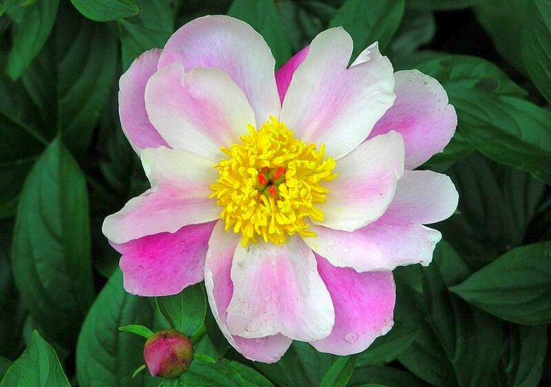 pink and white peony flower