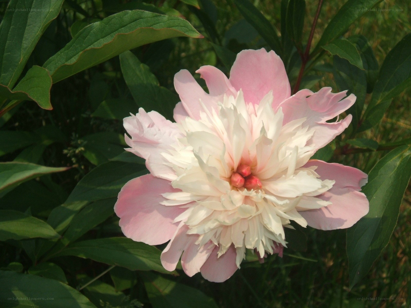 Pink and white peony flower