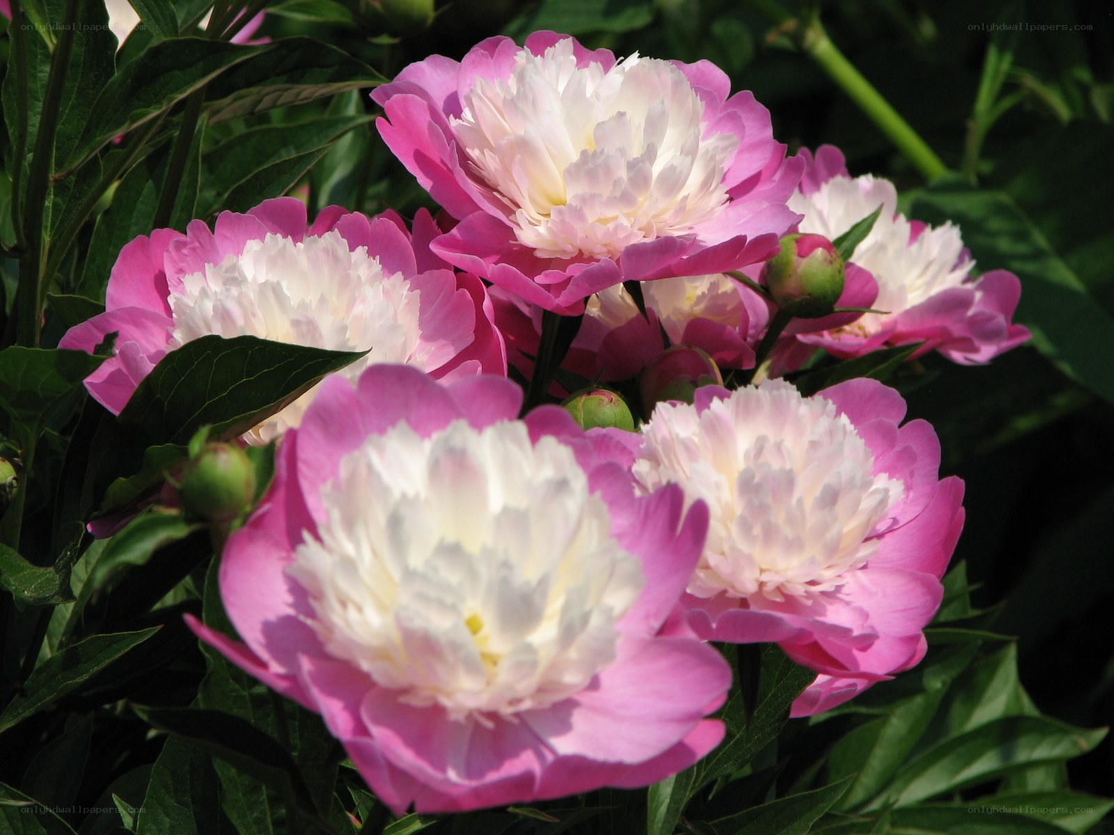 Pink and white peony flowers