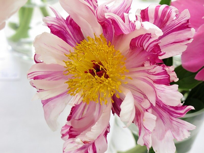 Pink and White Peony
