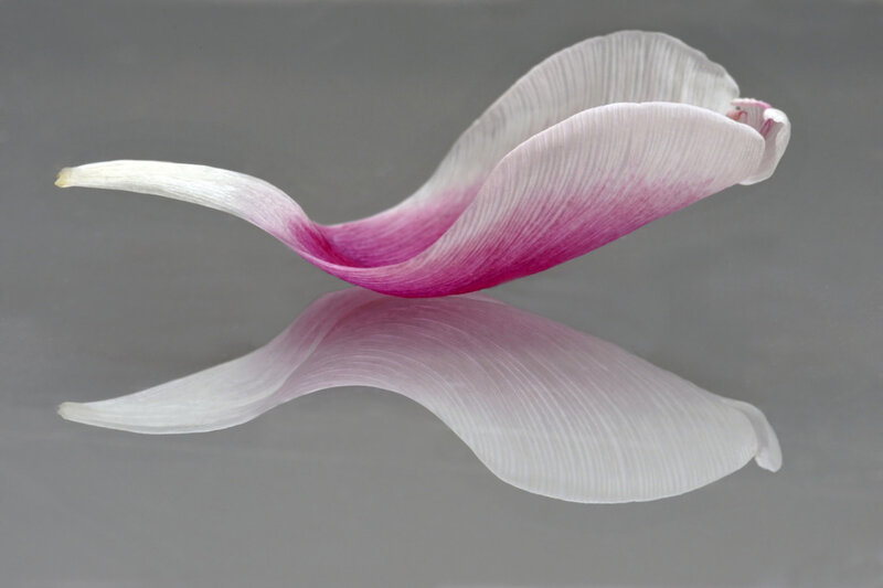 Pink and white petal reflection