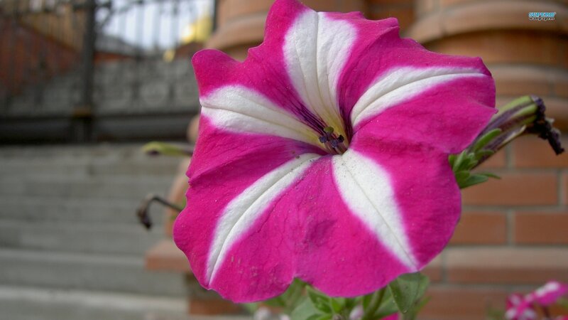 Pink and White Petunia — Calm