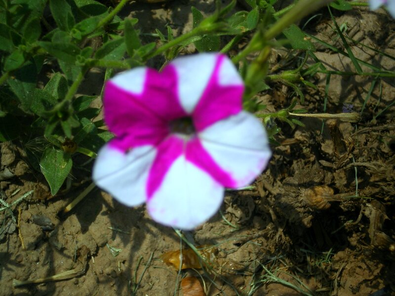 Pink and White Petunia