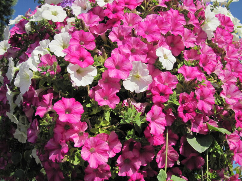 Pink and White Petunias — Bright