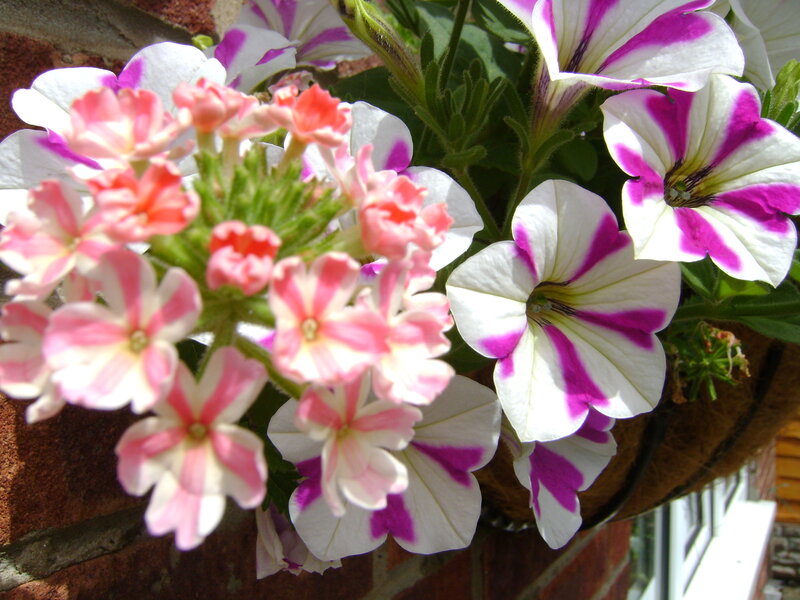 Pink and White Petunias — Calm, Afternoon, Photograph, Flowers, Brick Wall