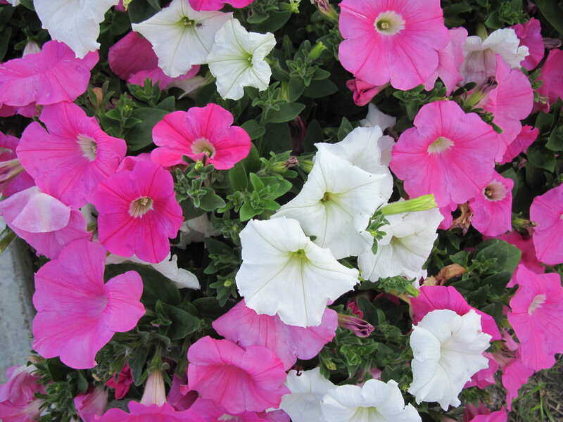 Pink and White Petunias — Calm, Afternoon, Photograph