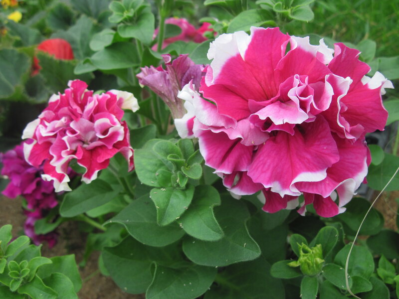 Pink and White Petunias — Calm, Afternoon