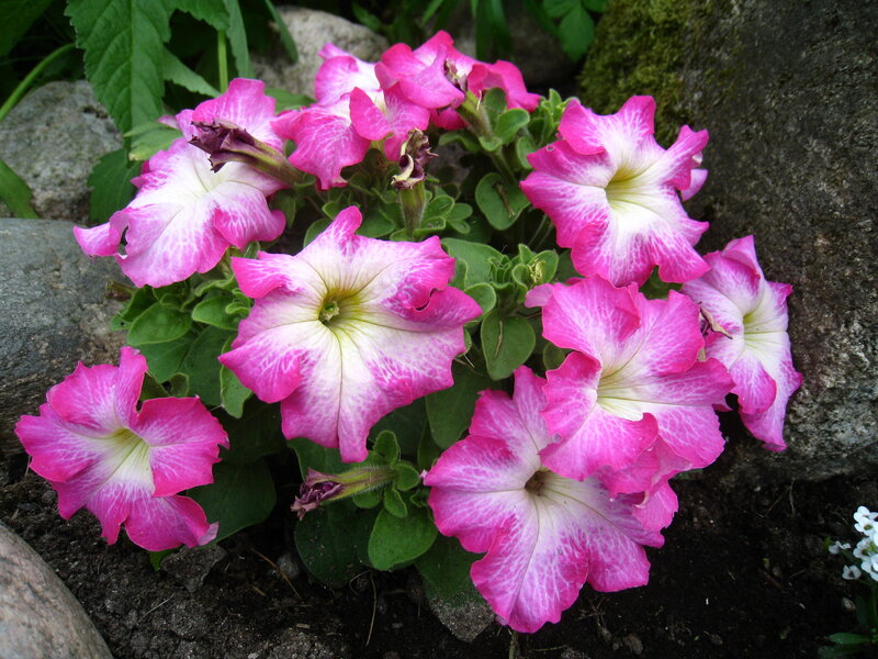 Pink and White Petunias — Calm