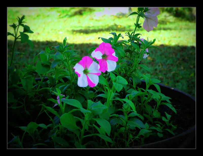 pink and white petunias in a pot