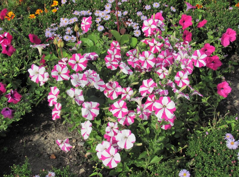 Pink and white petunias in garden