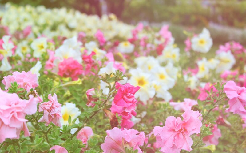 Pink and White Petunias — Serene, Afternoon, Photograph, Flowers