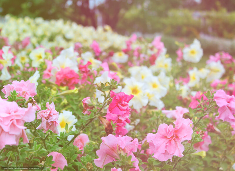 Pink and White Petunias — Serene, Afternoon
