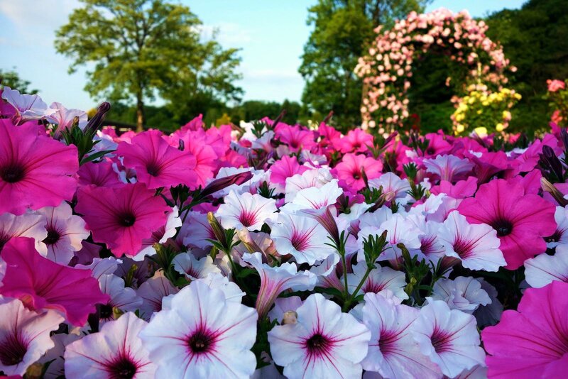 Pink and White Petunias — Serene