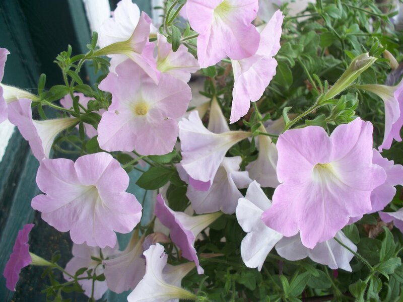 Pink and White Petunias