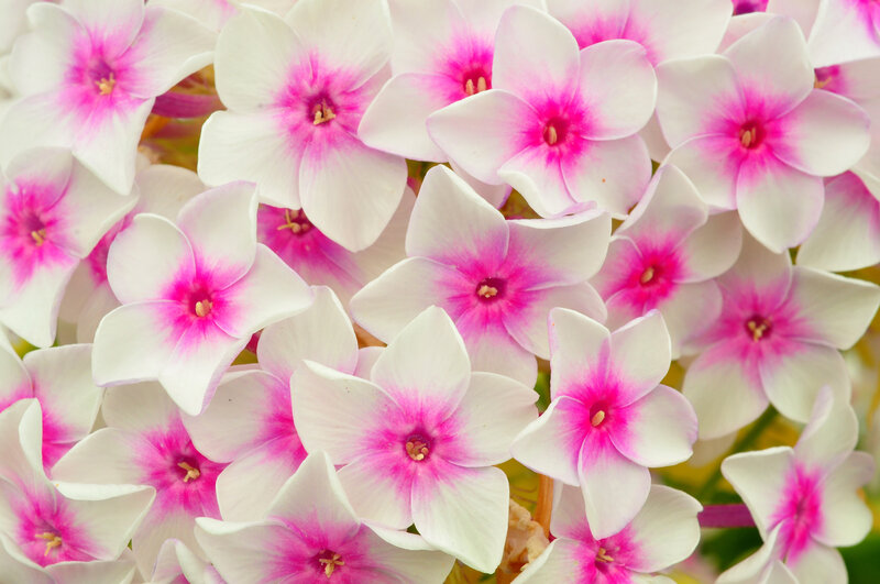Pink and white phlox flowers