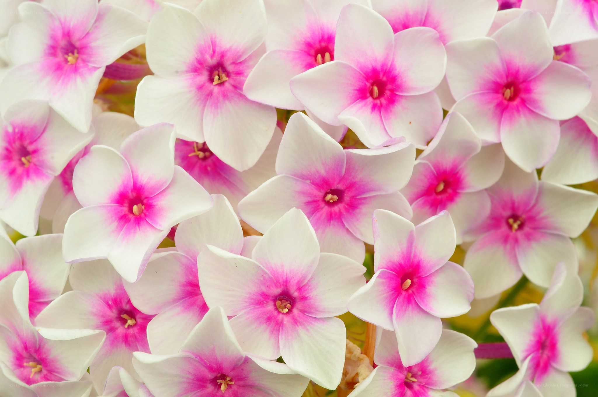Pink and white phlox flowers
