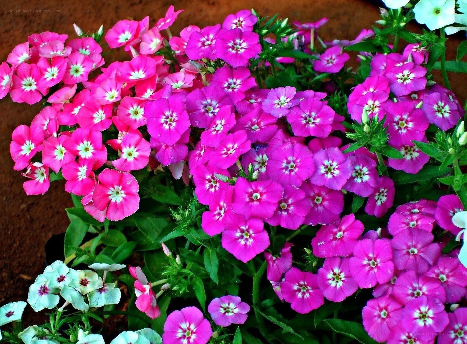 Pink and white phlox flowers