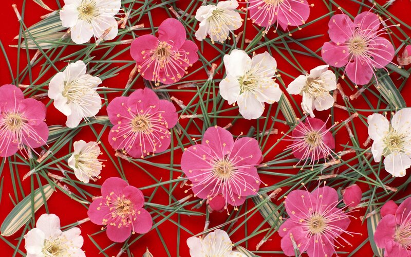 Pink and white plum blossoms