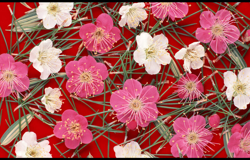 Pink and White Plum Blossoms — Red