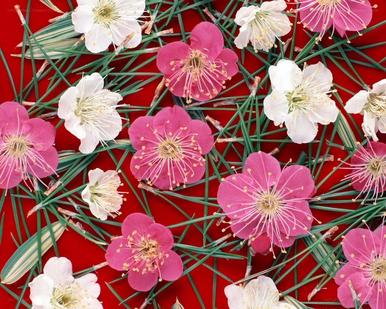 Pink and white plum blossoms