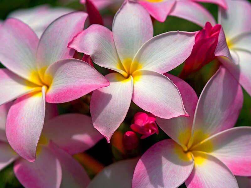 Pink and white plumeria flowers