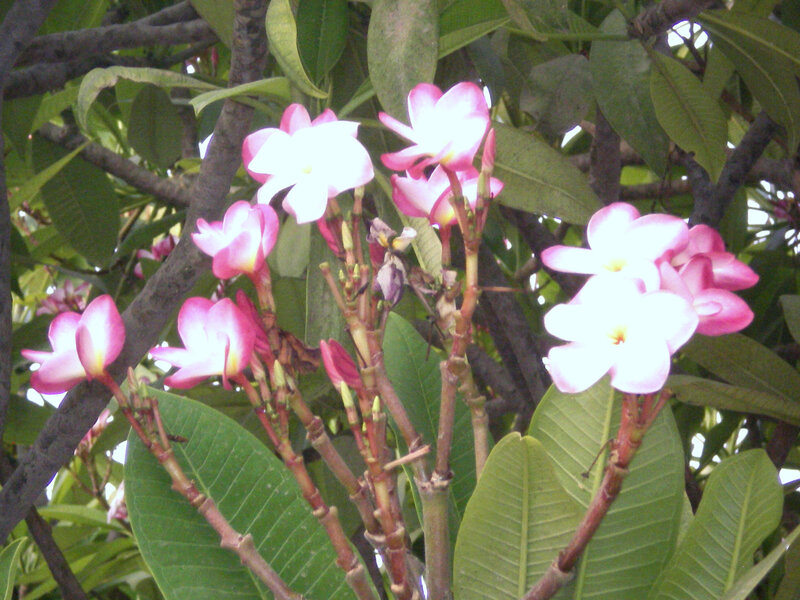 pink and white plumeria flowers