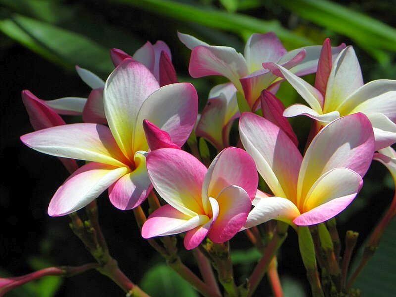pink and white plumeria flowers