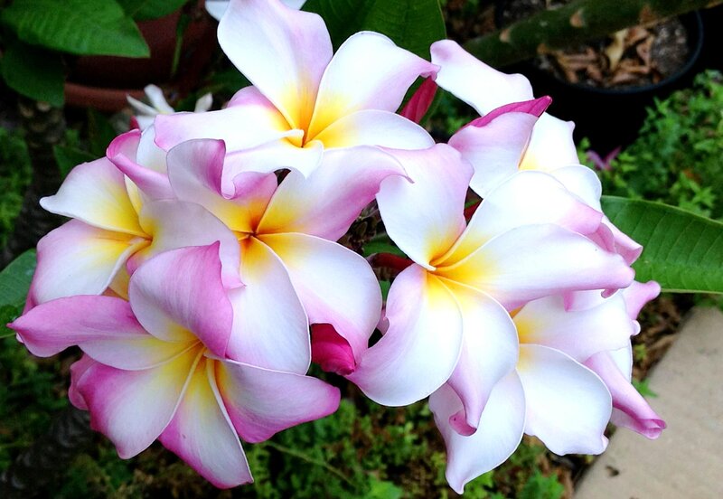 Pink and White Plumeria Flowers — Calm