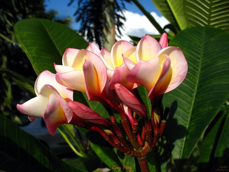 Pink and White Plumeria Flowers — Serene, Afternoon