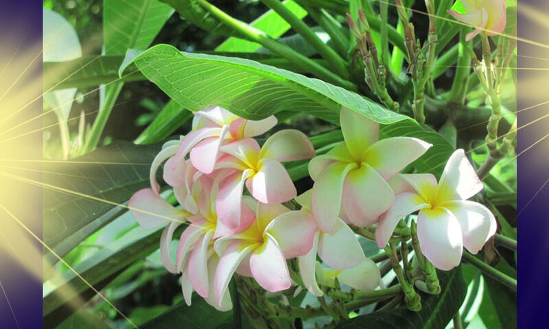 Pink and White Plumeria Flowers — Serene