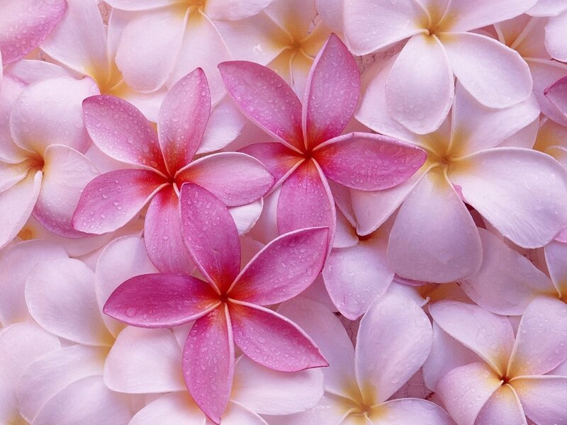 Pink and white plumeria flowers