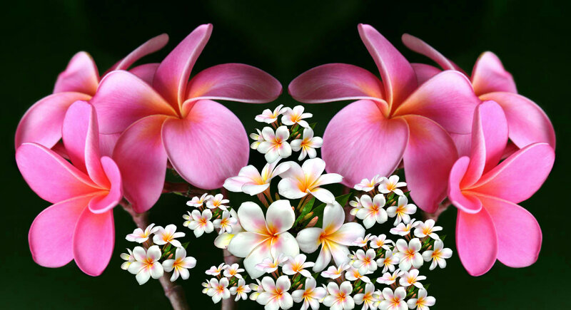 Pink and White Plumeria