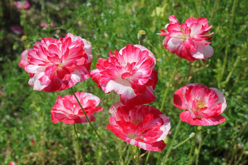 Pink and White Poppies