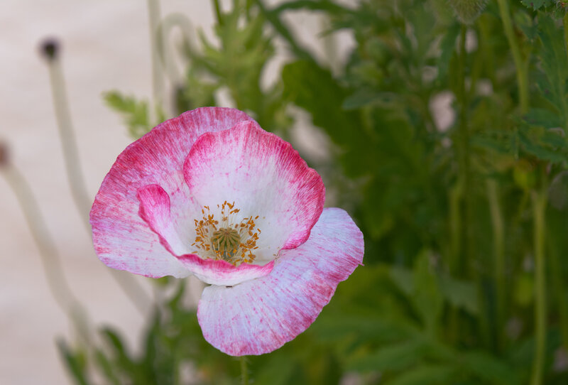Pink and White Poppy — Calm