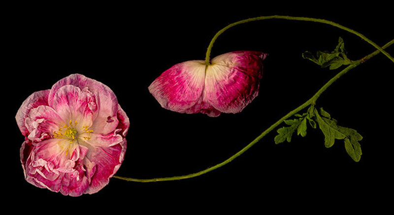Pink and White Poppy