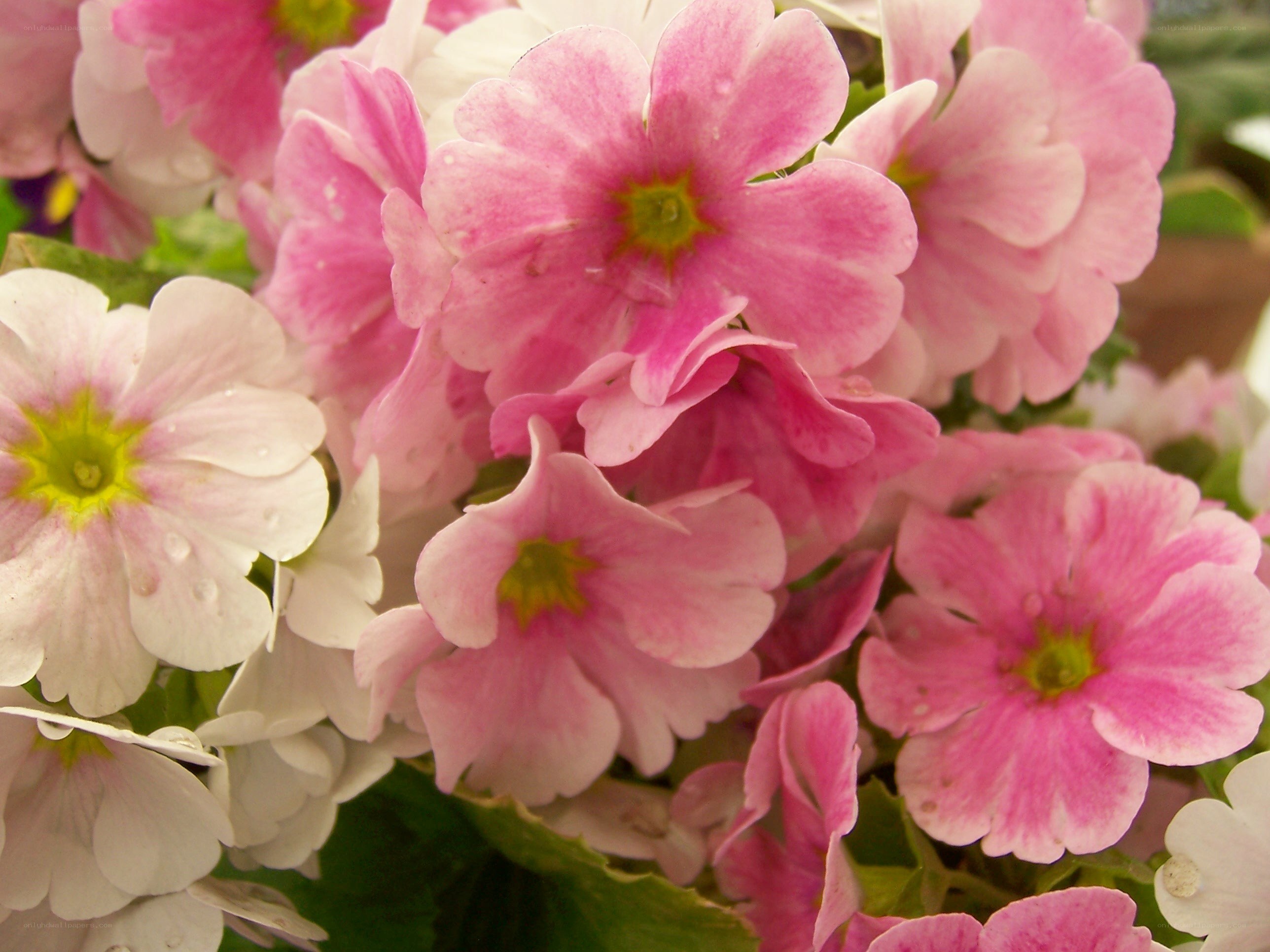 Pink and white primrose flowers