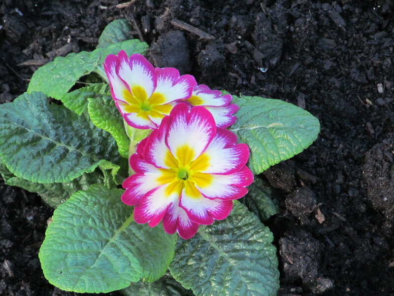 Pink and White Primrose