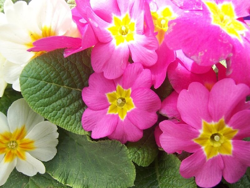 Pink and White Primroses — Calm, Spring