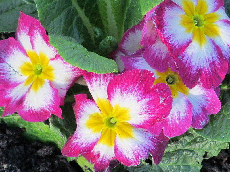Pink and White Primroses — Calm