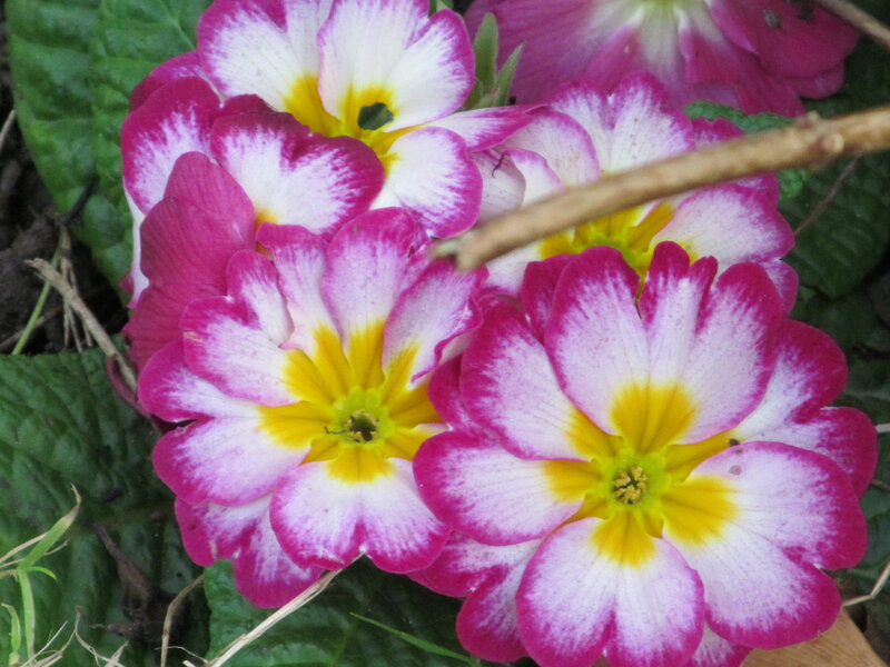 Pink and White Primroses