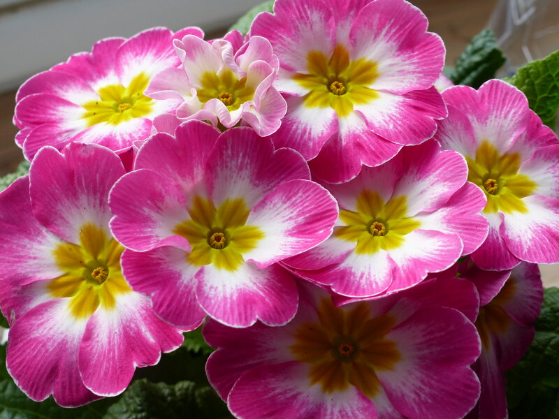 Pink and White Primroses — Vibrant