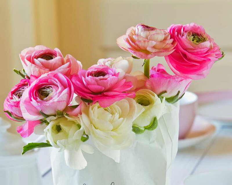 Pink and White Ranunculus — Calm, Afternoon