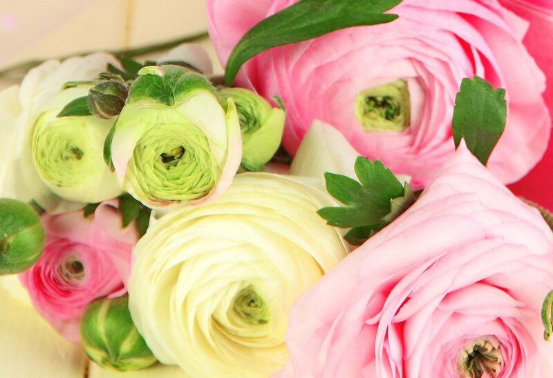 Pink and White Ranunculus — Calm, Photograph, Buds