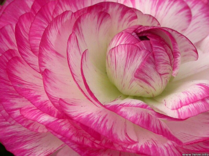 Pink and White Ranunculus — Calm, Photograph