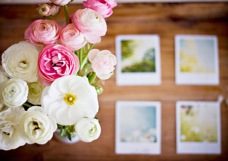 Pink and White Ranunculus — Calm, Spring, Photograph