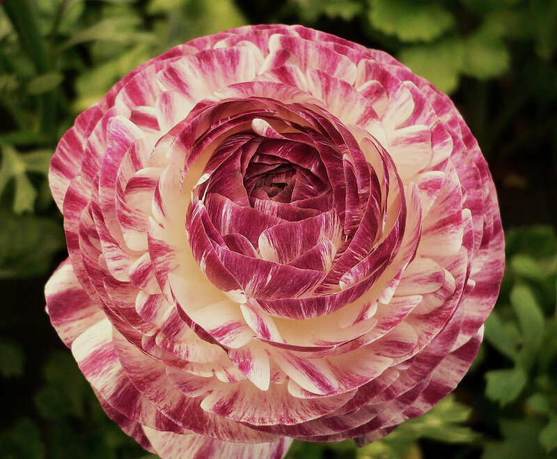 Pink and White Ranunculus — Calm, Spring
