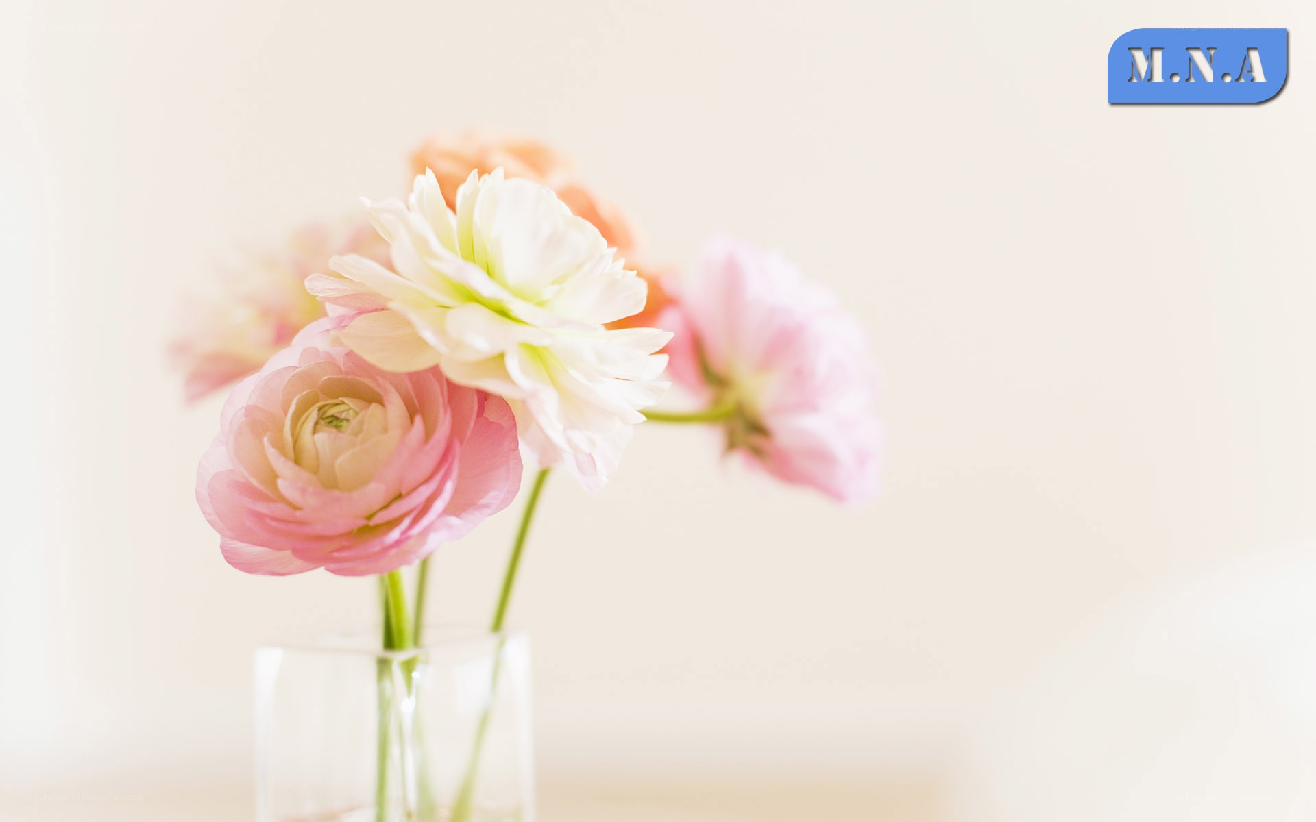 Pink and white ranunculus flowers