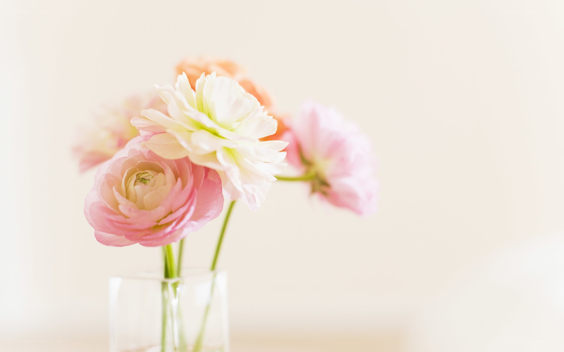 Pink and white ranunculus flowers