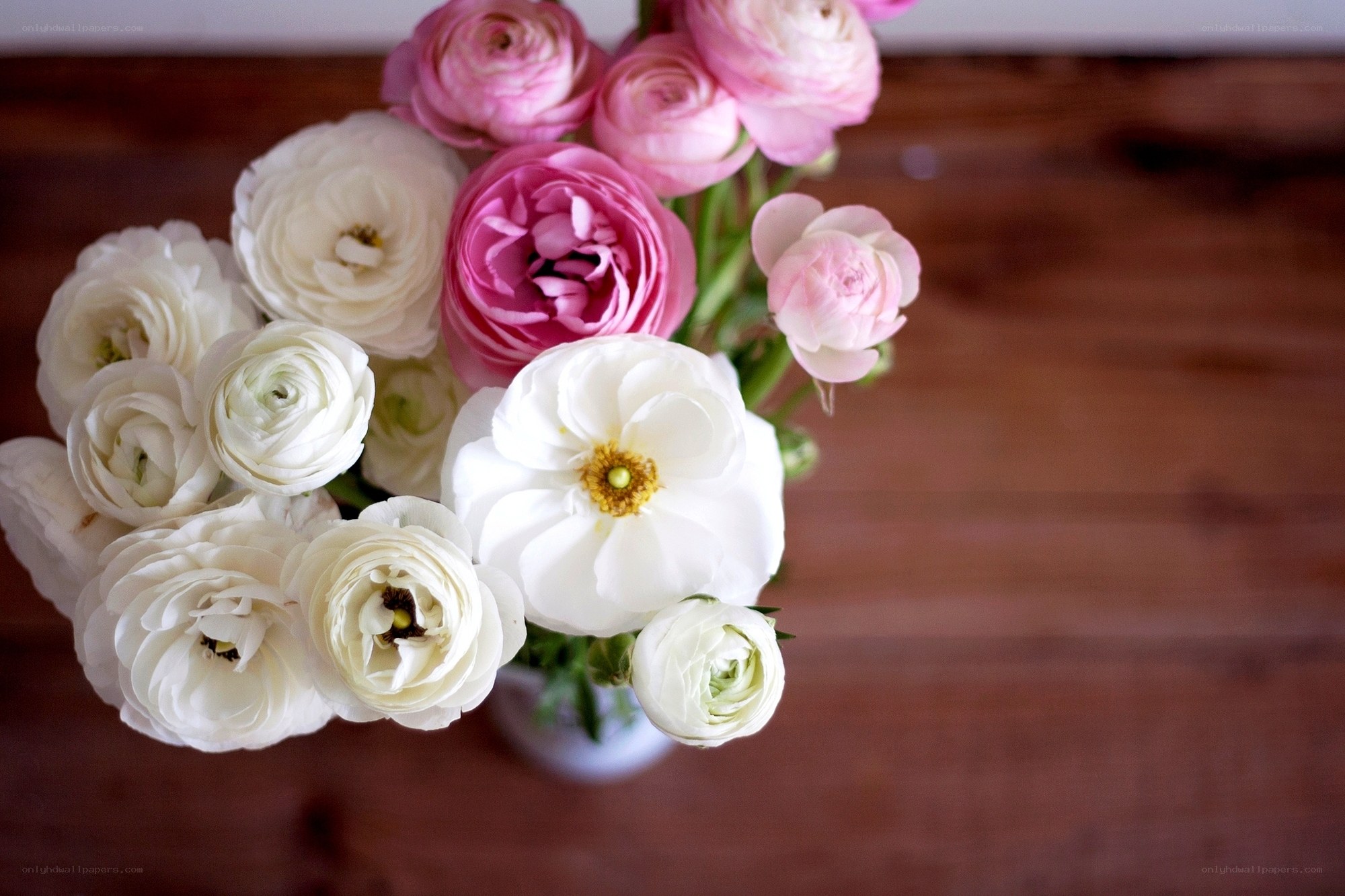 Pink and white ranunculus flowers